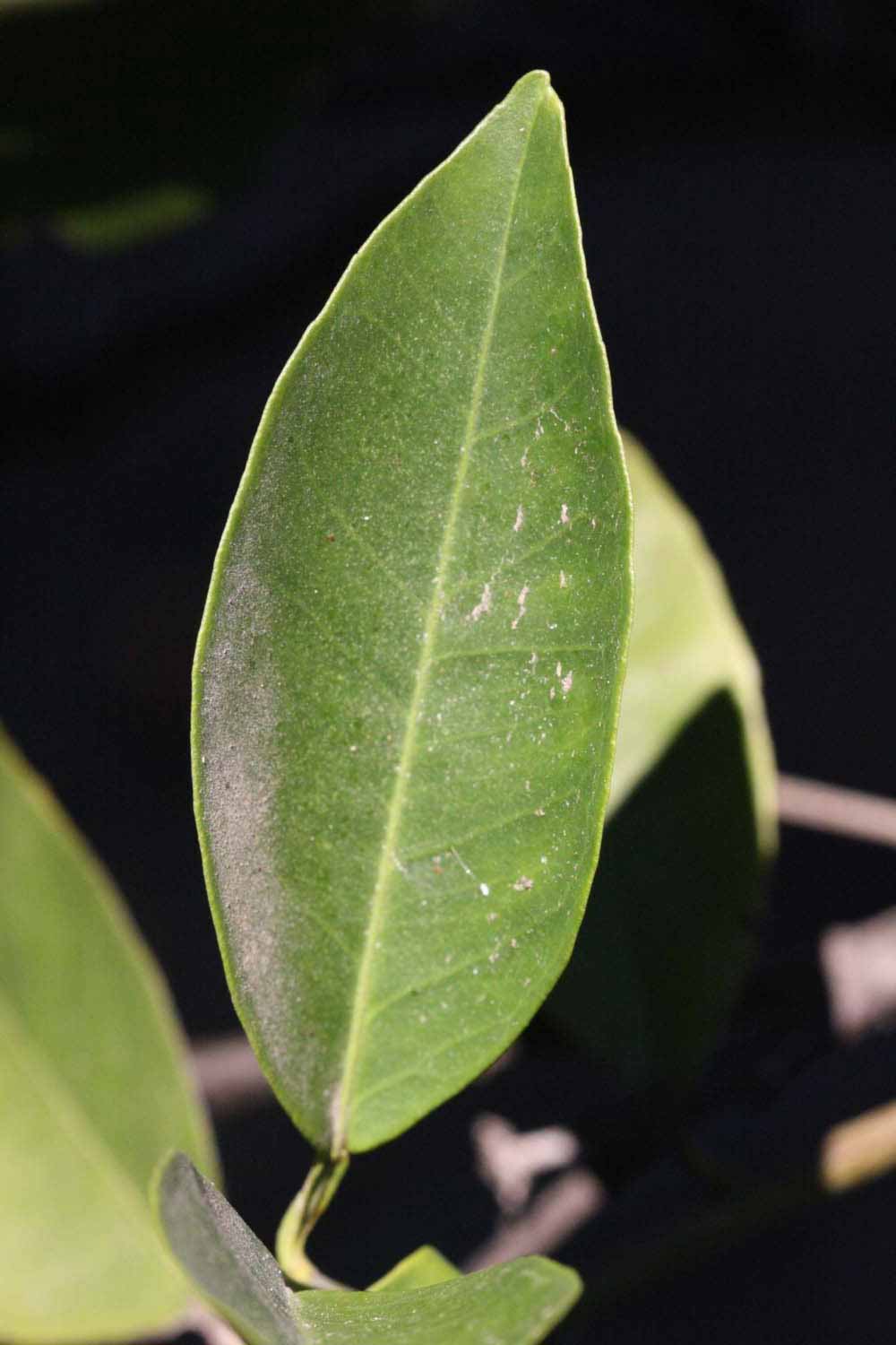              Unifoliolate leaf (Riverside, CA)       